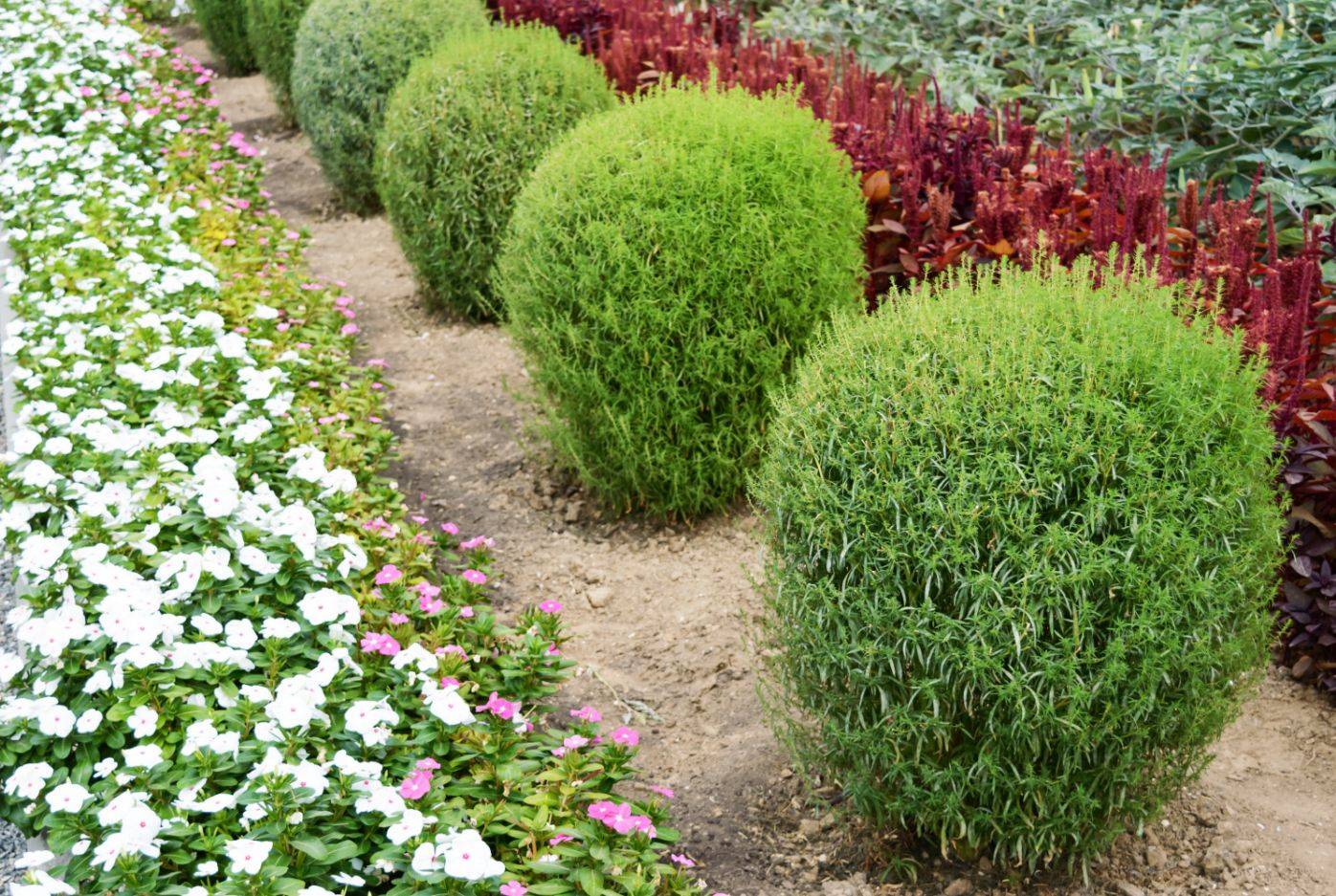 lawn care pittsburgh trimmed bushes